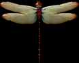 asylumdragonfly-001