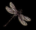 asylumdragonfly-004