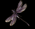 asylumdragonfly-005