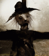 scarecrow-020